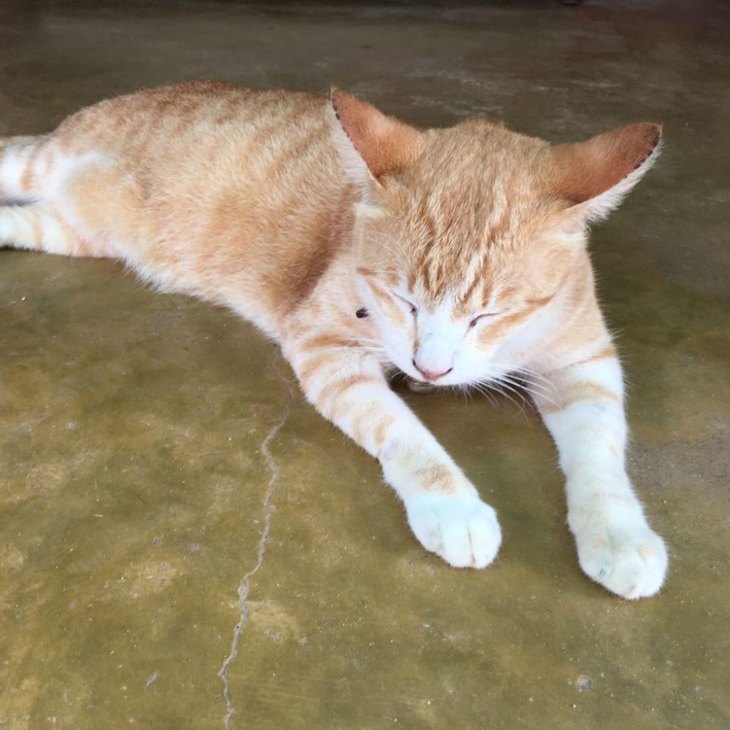 cat sleeping at lanta animal welfare