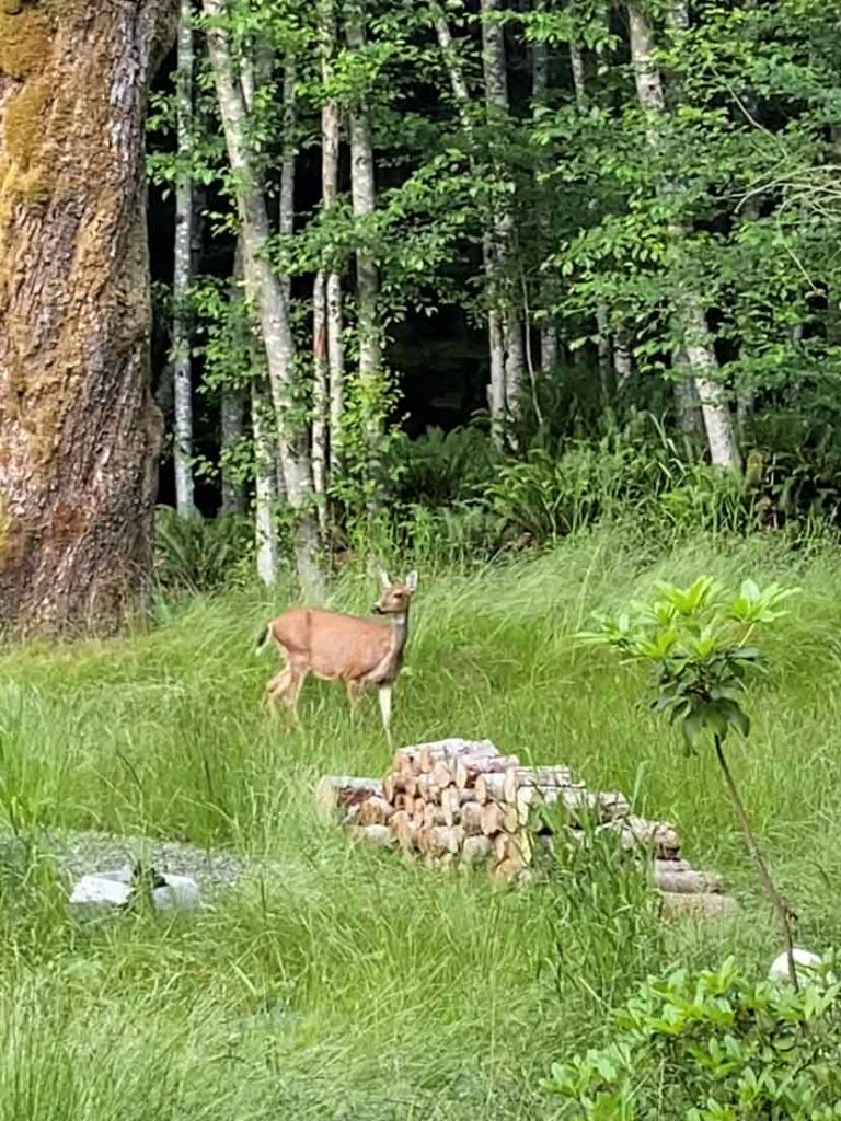 deer at nectar yoga